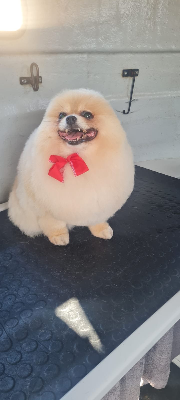 Cat grooming Cape Town gentle mobile grooming