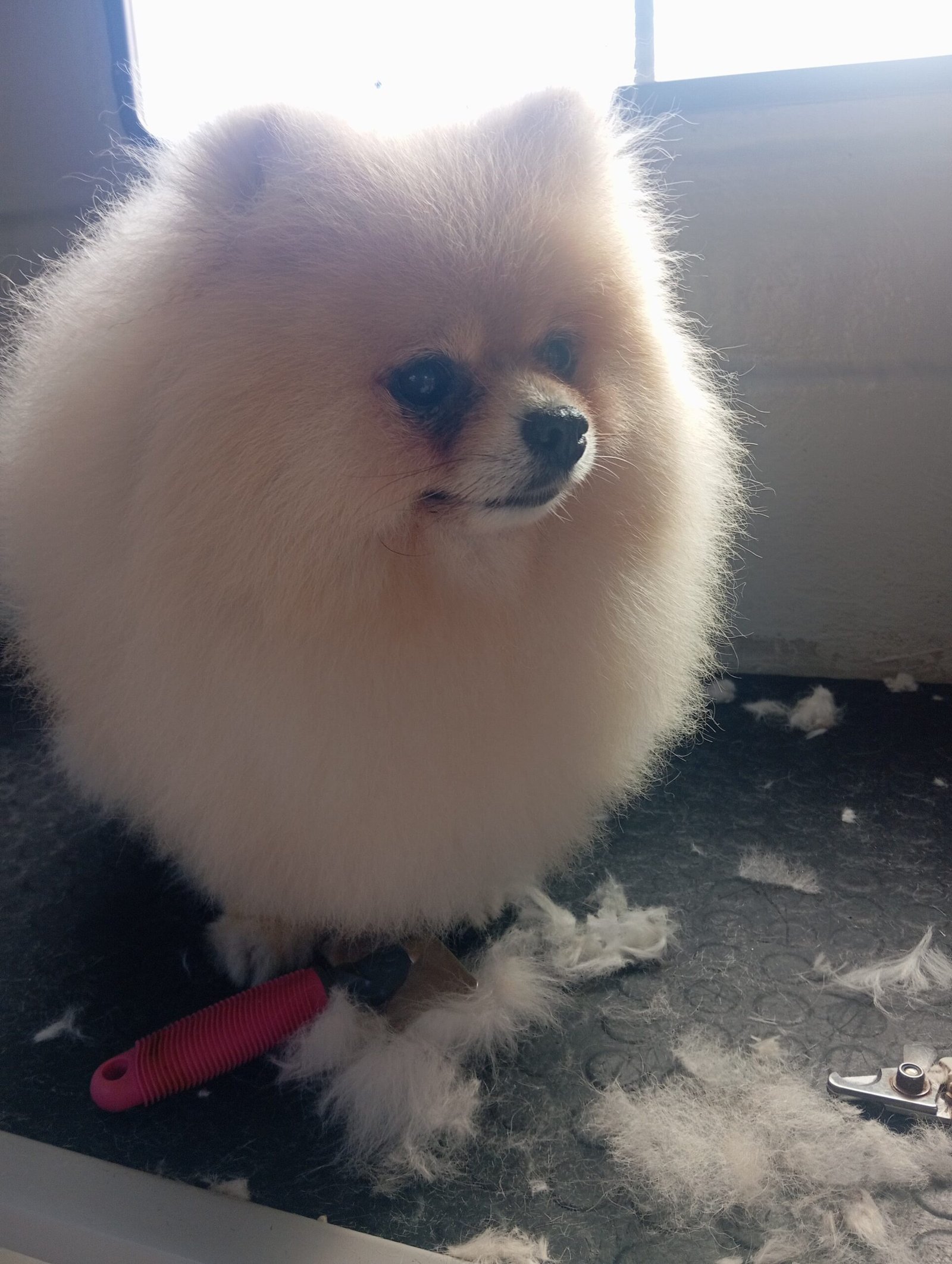 Mobile dog grooming Cape Town at home service