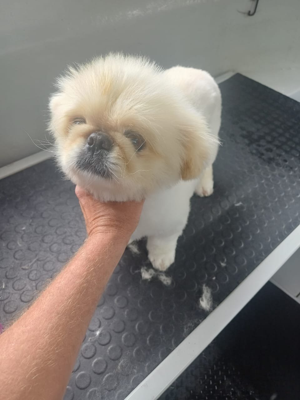 Happy pet after mobile grooming Cape Town