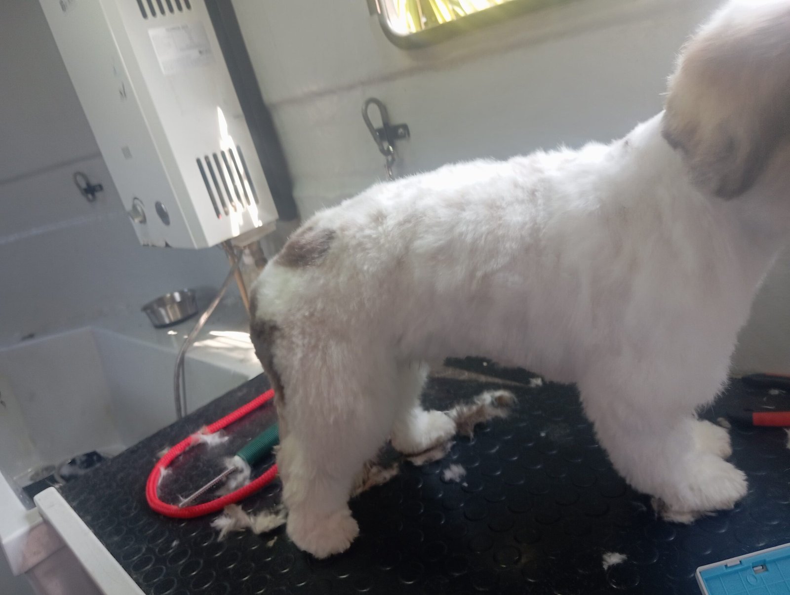 Dog grooming transformation Cape Town