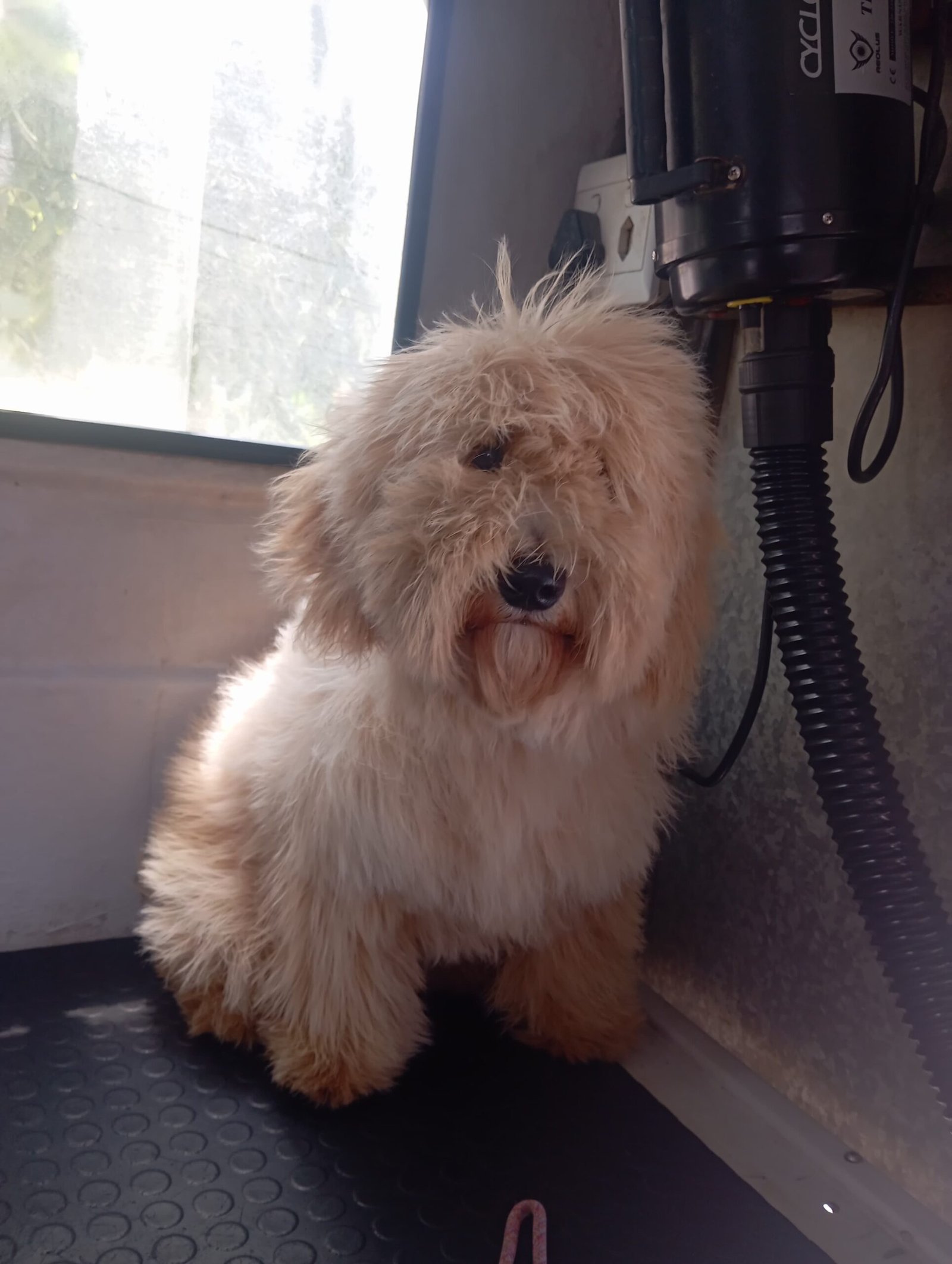 Mobile pet grooming service Cape Town results